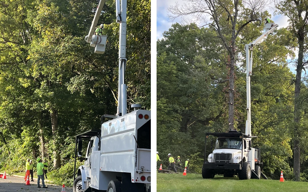 Mint City Utility Services Trimming Tree with Cherry Picker