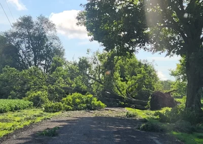 FEMA Disaster Relief Large Tree Fallen Across a Country Road